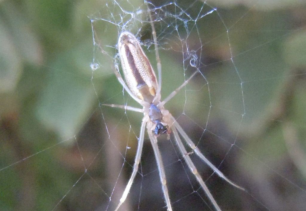 Tetragnatha sp. - C. Miseno (NA)